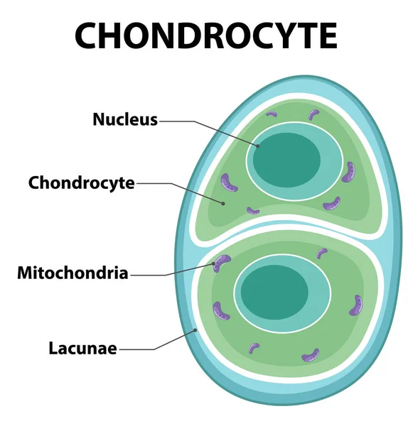 Chondrocyte Illüstrasyonunun Bilgilendirici Posteri — Stok Vektör