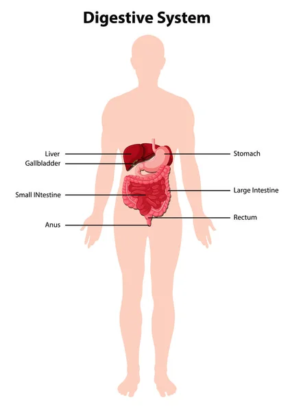 Diagrama Ilustração Sistema Digestivo Humano —  Vetores de Stock