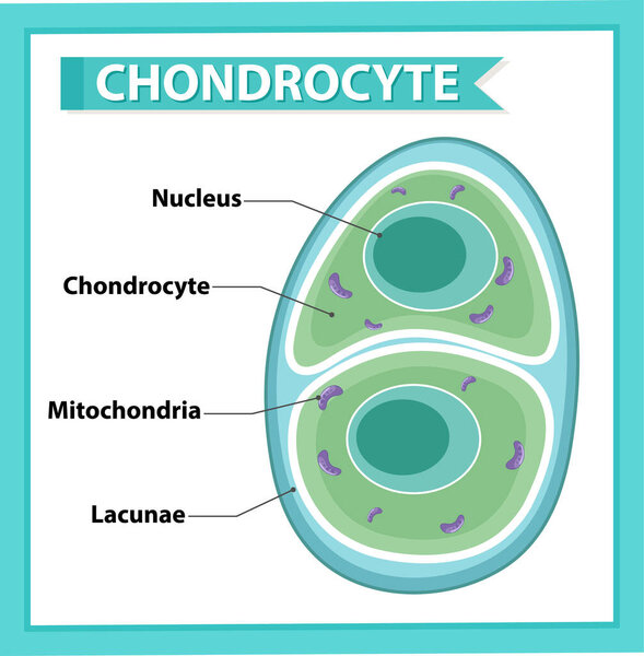 Информационный плакат иллюстрации хондроцитов