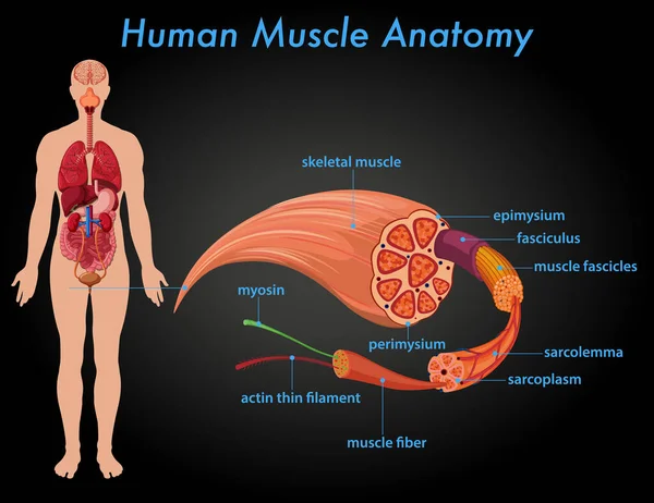 Human Muscle Anatomy Education Illustration — Stock Vector