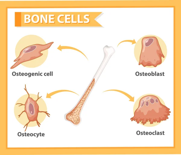 ヒト骨細胞の解剖図 — ストックベクタ