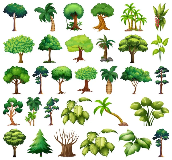 Serie Varietà Piante Alberi Illustrazione — Vettoriale Stock