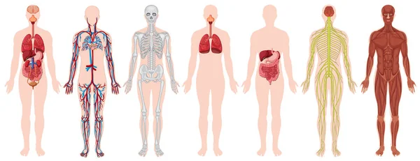 Zestaw Ludzkiego Ciała Ilustracji Anatomii — Wektor stockowy