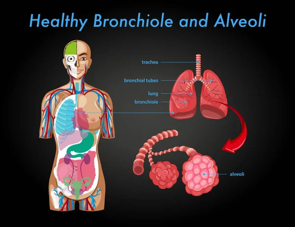 Gezonde Bronchiol Alveoli Illustratie — Stockvector
