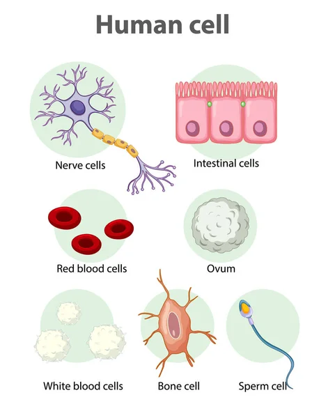 Information Poster Human Cells Illustration — Stock Vector