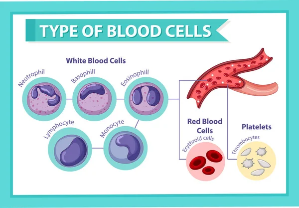 Tipo Ilustração Células Sanguíneas — Vetor de Stock