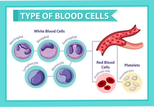 Typ Ilustrace Krevních Buněk — Stockový vektor