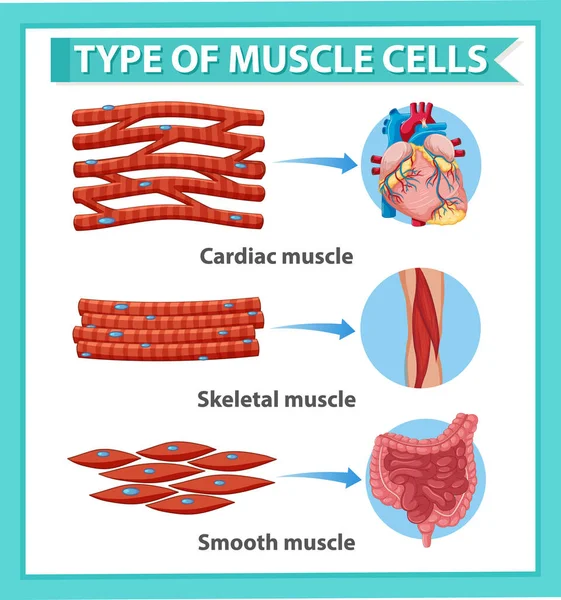 筋細胞イラスト情報ポスター — ストックベクタ