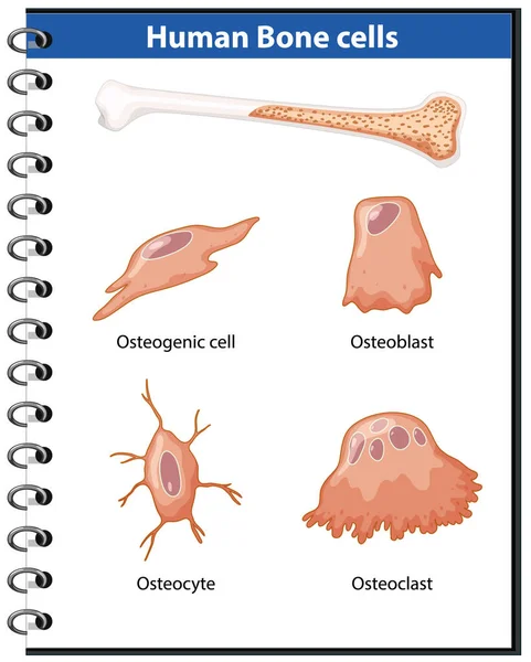 Illustratie Van Anatomie Van Menselijke Botcellen — Stockvector