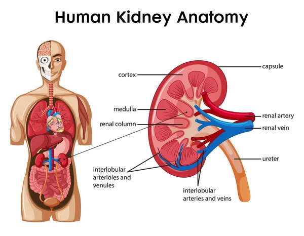 Anatomia Renal Humana Desenho Animado Estilo Ilustração Infográfica — Vetor de Stock