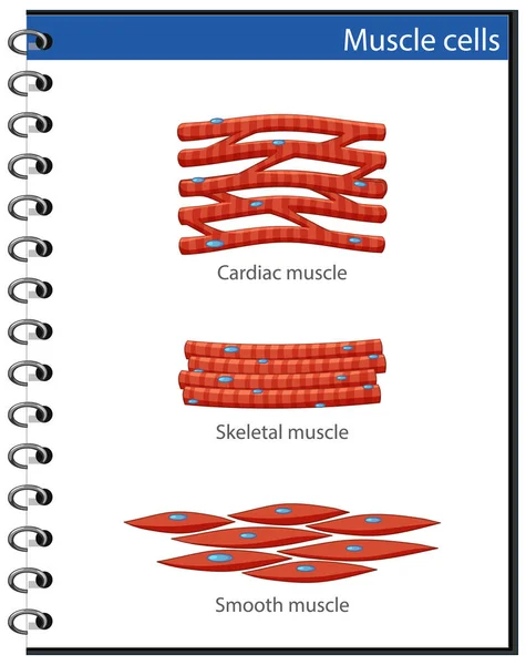 Cartaz Informação Das Células Musculares Ilustração —  Vetores de Stock