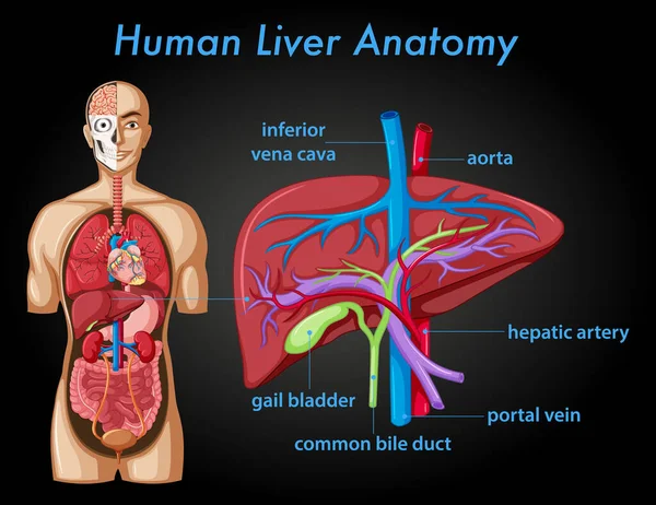 Manifesto Informativo Anatomia Del Fegato Umano Illustrazione — Vettoriale Stock