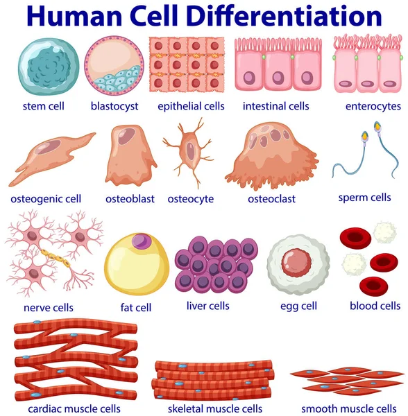 Affiche Information Différenciation Cellulaire Illustration — Image vectorielle