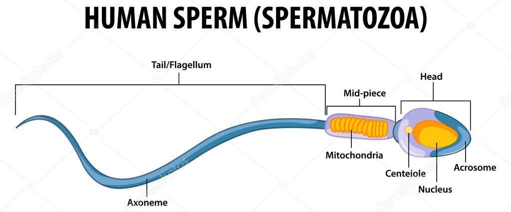Human Sperm or spermatozoa cell structure illustration