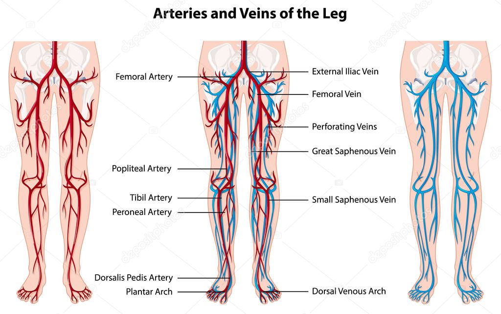 Arteries and veins of the leg illustration