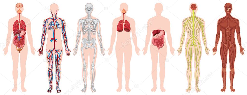 Set of human body and anatomy illustration