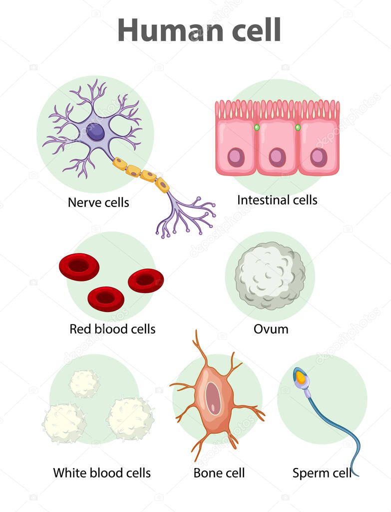Information poster on human cells illustration