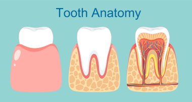 Bir dişin ayrıntılı katmanlarını gösteren ilüzyon