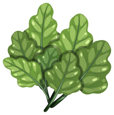 Beyaz arka planda izole edilmiş, ayrıntılı damarlı parlak ıspanak yapraklarının canlı dijital çizimi.