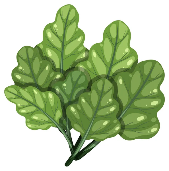 Beyaz arka planda izole edilmiş, ayrıntılı damarlı parlak ıspanak yapraklarının canlı dijital çizimi.