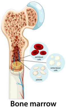 İnsan kemiğinin çapraz kesitinde ilik, kırmızı kan hücreleri, beyaz kan hücreleri ve trombositler görülüyor.