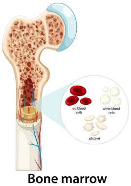 Kemik iliği anatomisi, kan hücresi türleri ve kemik içindeki vasküler yapının ayrıntılı çizimi