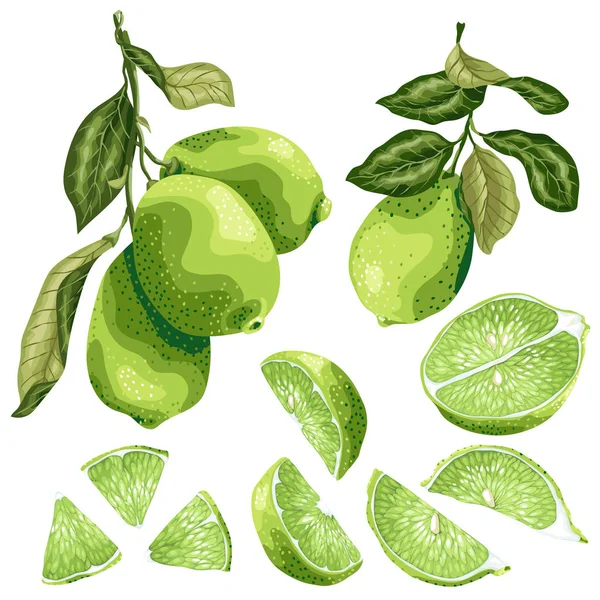 Lime Delar Set Med Lime Frukt Gren Blad Hälften Frukt — Stock vektor