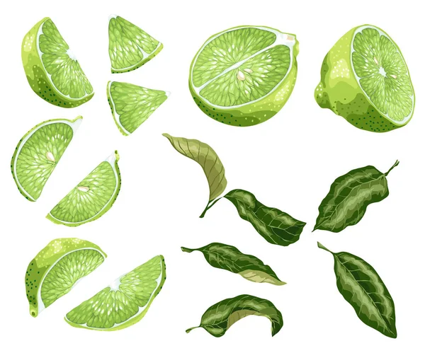 Limon Meyve Yarısı Bir Meyve Gerçekçi Grafik Vektör Çizim Brght — Stok Vektör