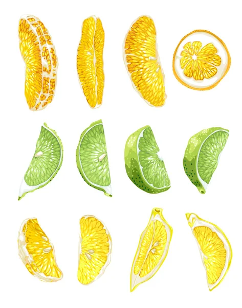 Set Frutas Con Rodajas Lima Naranja Limón Variantes Ilustración Gráfica — Archivo Imágenes Vectoriales