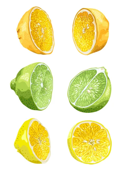 Obstset Mit Halbierten Limetten Orangen Und Zitronen Varianten Realistischer Vektorgrafik — Stockvektor