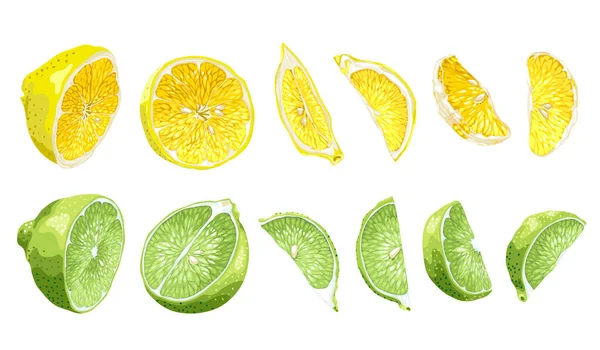 Fruits Sertis Citron Vert Citron Deux Tranches Différentes Parties Dans — Image vectorielle