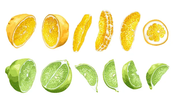Set Frutas Con Lima Naranja Mitades Rodajas Diferentes Partes Ilustración — Archivo Imágenes Vectoriales