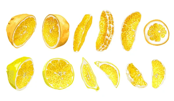 과일은 레몬과 오렌지 반쪽에서과 색상에 현실적인 그래픽 그림에서 부분에서 영역으로 — 스톡 벡터