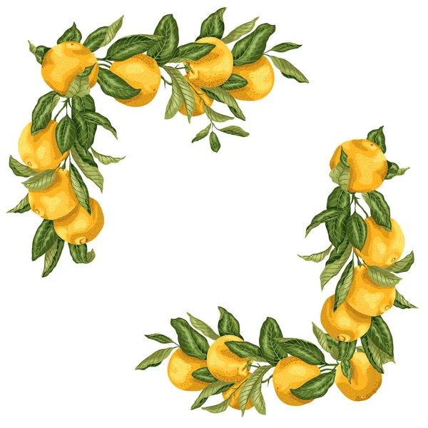 Conjunto Elementos Moldura Quadrada Desenho Ilustração Vetorial Com Frutas Laranja — Vetor de Stock