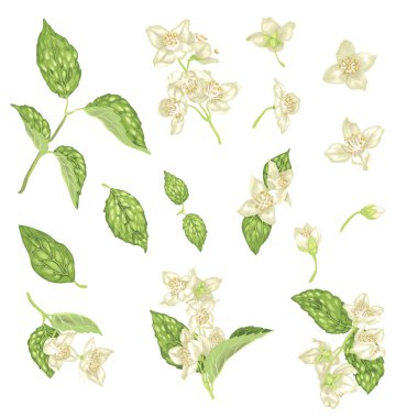 Yasemin kümesiyle çiçekler, tomurcukları ve gerçekçi grafik vektör illustratio yaprakları