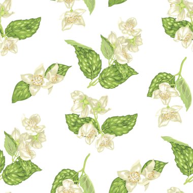 Gerçekçi grafik vektör çizim çiçek ve yaprakları ile dalları ile Yasemin çiçekleri ile Seamless modeli