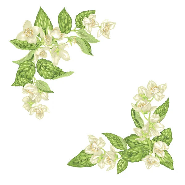 Elément Décoration Pour Cadre Avec Branches Jasmin Avec Fleurs Feuilles — Image vectorielle