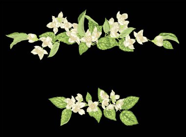 Başlık şablon dekor eleman dalları Yasemin çiçek ve yaprak gerçekçi vektör çizim ile