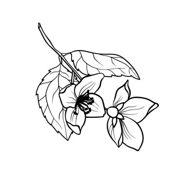 Gerçekçi çizim sayfasında boyama içinde Yasemin şube vektör grafik illustation