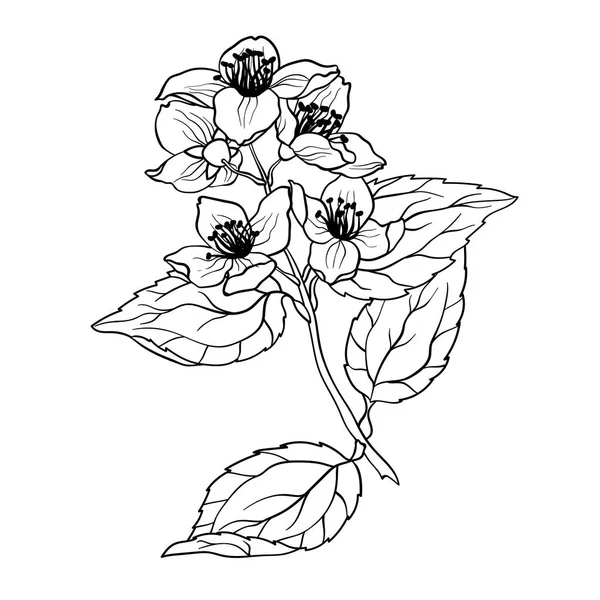 Jasmine Branch Illustation Graphique Vectorielle Coloriage Dans Dessin Réaliste — Image vectorielle