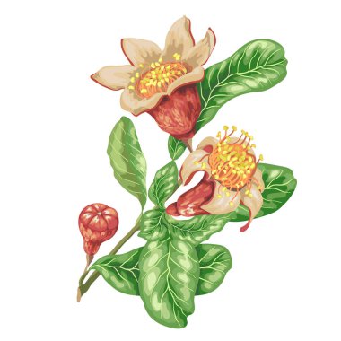 Grafik vektör çizim parlak renklerde nar meyve dalında