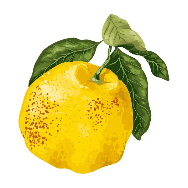 Citrusvruchten Grapefruit Sappige Pamelo Vector Grafische Realistische Afbeelding Ontwerp — Stockvector