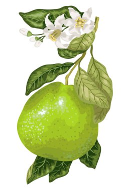 Pomelo meyve narenciye vektör grafik illüstrasyon gerçekçi tasarım ağacında dalı üzerinde çiçek açan çiçekler ile