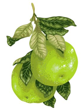 Vektör grafik illüstrasyon gerçekçi tasarım narenciye ağacının dalını Pomelo meyve