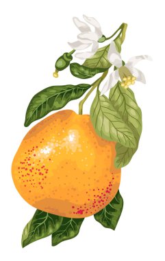 Greyfurt vektör grafik illüstrasyon gerçekçi tasarım narenciye ağacı dalı üzerinde çiçek açan çiçekler ile
