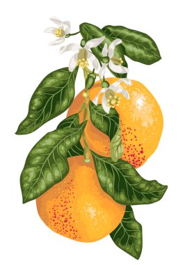 Greyfurt meyve narenciye vektör grafik illüstrasyon gerçekçi tasarım ağacında dalı üzerinde çiçek açan çiçekler ile