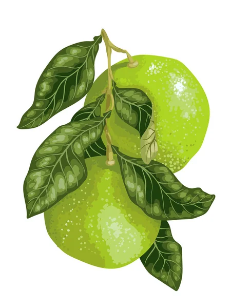 Pomelo Rama Del Árbol Cítrico Ilustración Gráfica Vectorial Diseño Realista — Archivo Imágenes Vectoriales