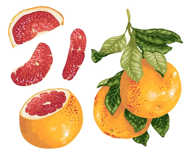 Grapefruit Set Mit Früchten Ast Und Scheiben Realistischer Vektorgrafischer Gestaltung — Stockvektor