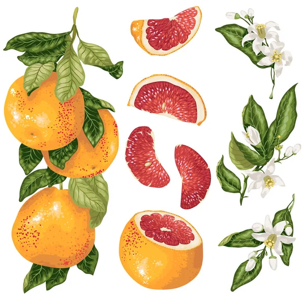 Cirtus Instellen Vector Met Grapefruit Plant Met Branch Fruit Plakjes — Stockvector