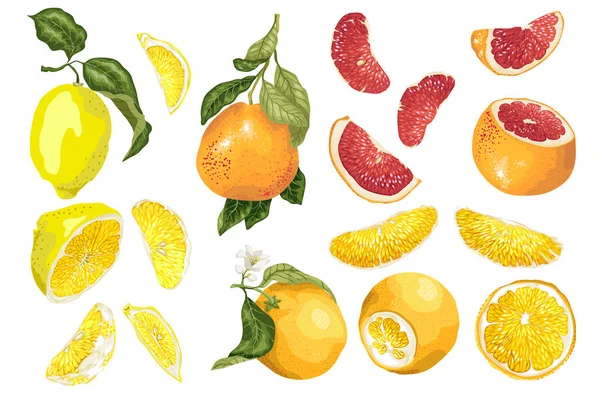 Sada Druhy Citrusových Plodů Vektoru Jako Pomeranč Grapefruit Citron — Stockový vektor